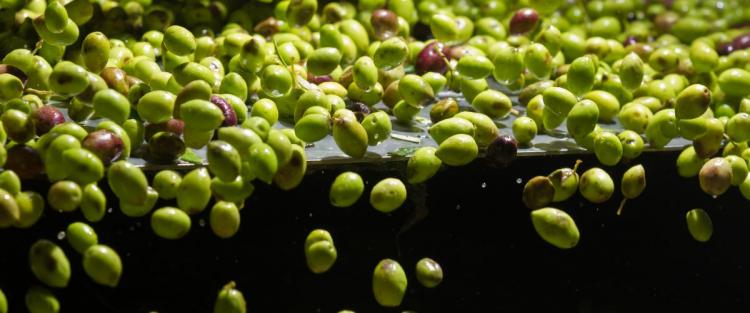 Come si produce l'olio extravergine di oliva: raccolta ed estrazione