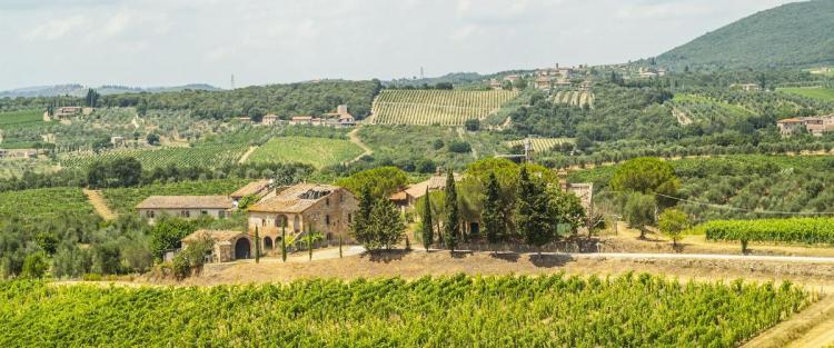 Ricasoli di Siena: la scuola dove rivivono gli antichi vitigni toscani