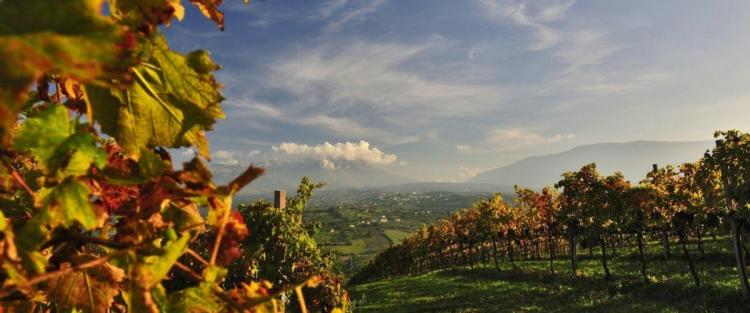 Strade del vino d'Abruzzo: la strada del vino di Controguerra