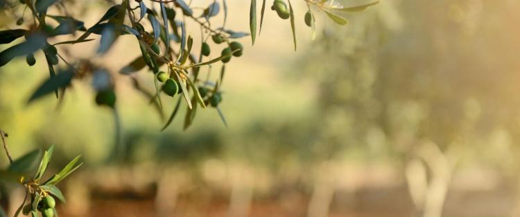 Le varietà di olivo in Italia: le cultivar