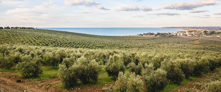 Un oliveto sul mare della Sicilia