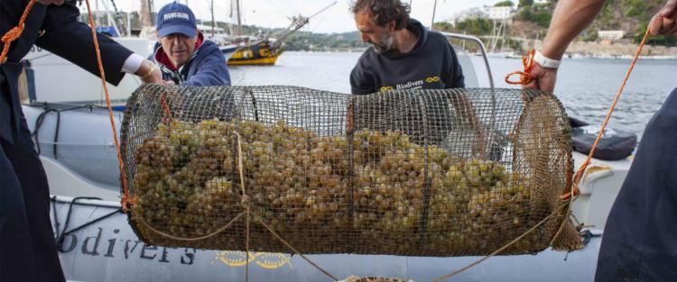 Nasce all'Elba il vino da uve immerse in mare 