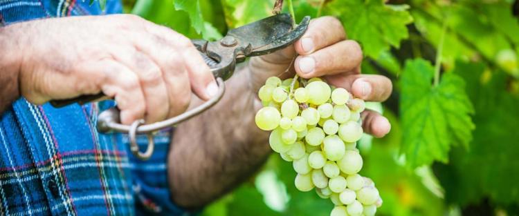 Vendemmia 2020: si preannuncia un'annata di grande interesse per il vino italiano