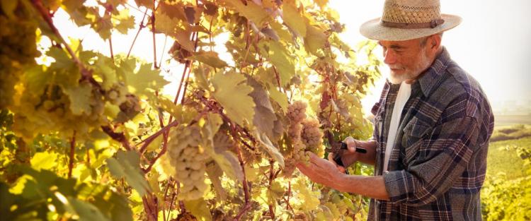Vino e terroir