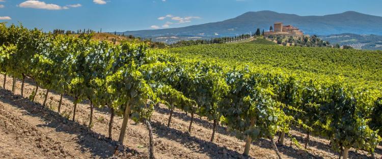 Qualità eccellente della vendemmia 2021 in Toscana, ma nuovi costi per i produttori