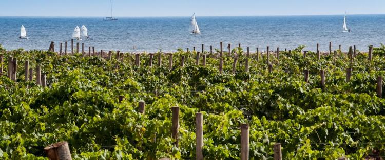 Il vino in Sicilia, terra di contrasti ed eccellenza