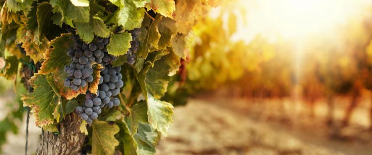 Ecco cosa devi sapere sulla vite e l'uva