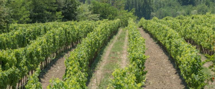 Irpinia, terra di grandi vini