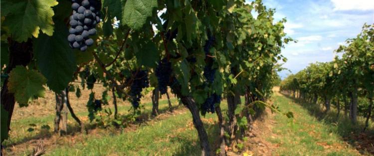 Calici di Stelle 2018 in Friuli Venezia Giulia