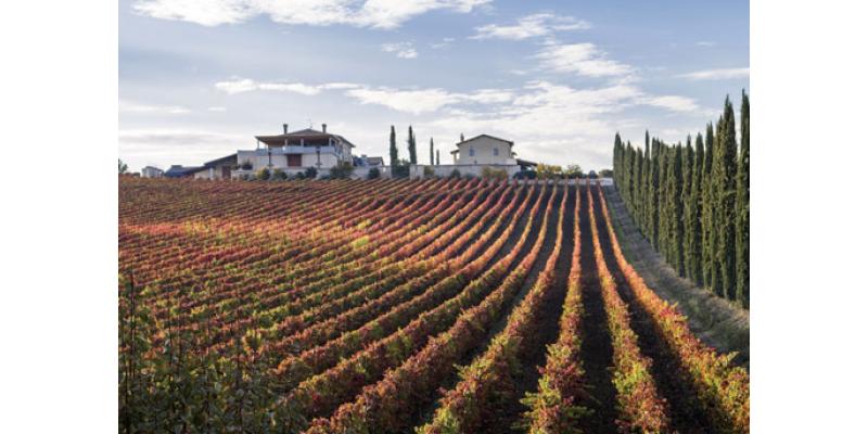 Fattoria Colsanto Vini - Cantina Bevagna (Perugia) | Hello Taste