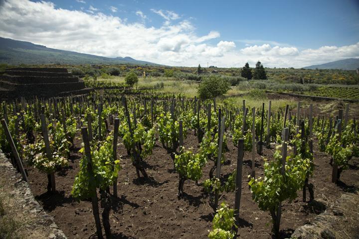 I Custodi delle vigne dell'Etna
