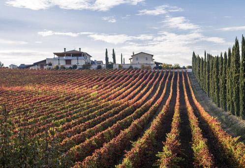 Fattoria Colsanto Vini - Cantina Bevagna (Perugia) | Hello Taste