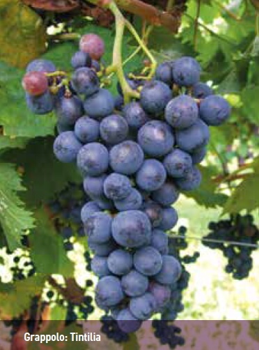 Grappolo d'uva di Tintilia in fase di maturazione