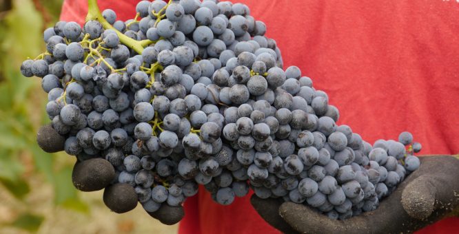 Vino rosso d'Italia: l'uva Croatina