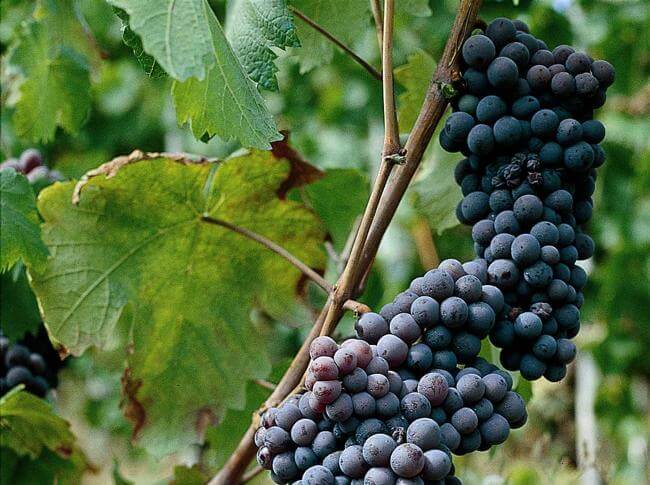 Il vino Grignolino: l'uva del vino Grignolino