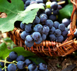 Migliori annate dei vini italiani: immagine di una uva rossa vendemmiata