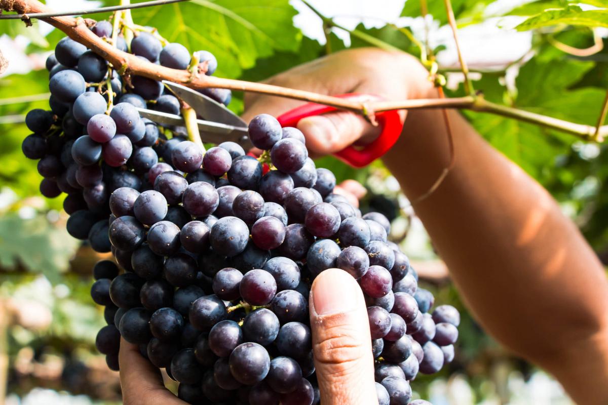 Cantine Aperte in Vendemmia 2018: il rituale della raccolta dell'uva