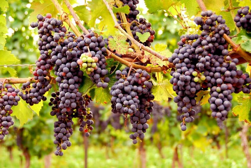I prezzi del vino sono cresciuti all'Estero a causa del calo produttivo registrato nel 2021
