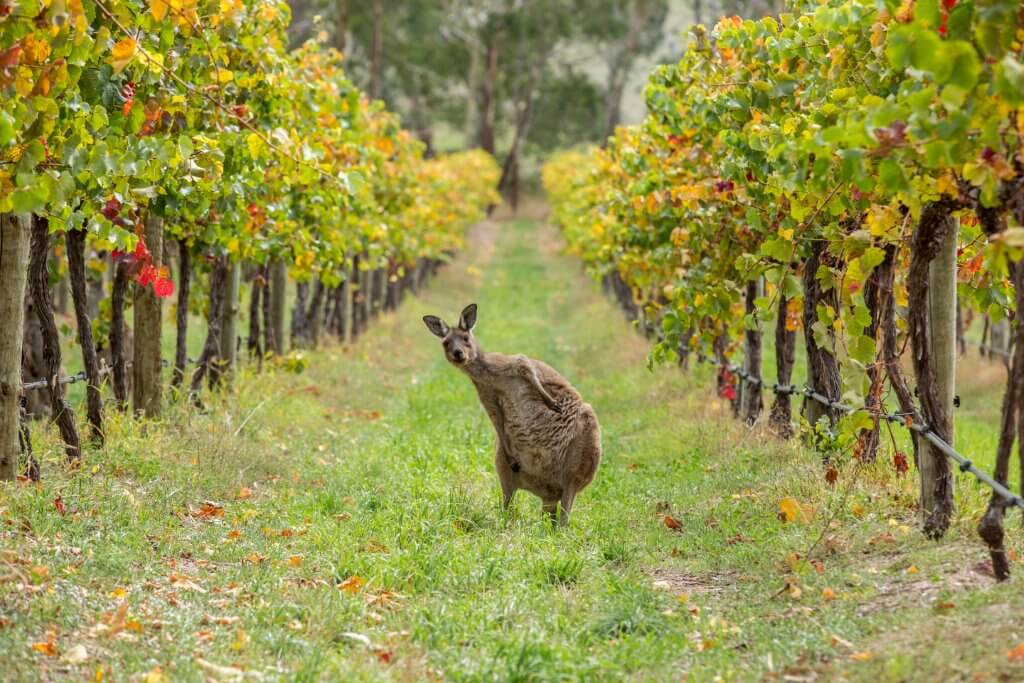 L'export del vino australiano in Usa nel primo quadrimestre 2018: si registra un trende negativo