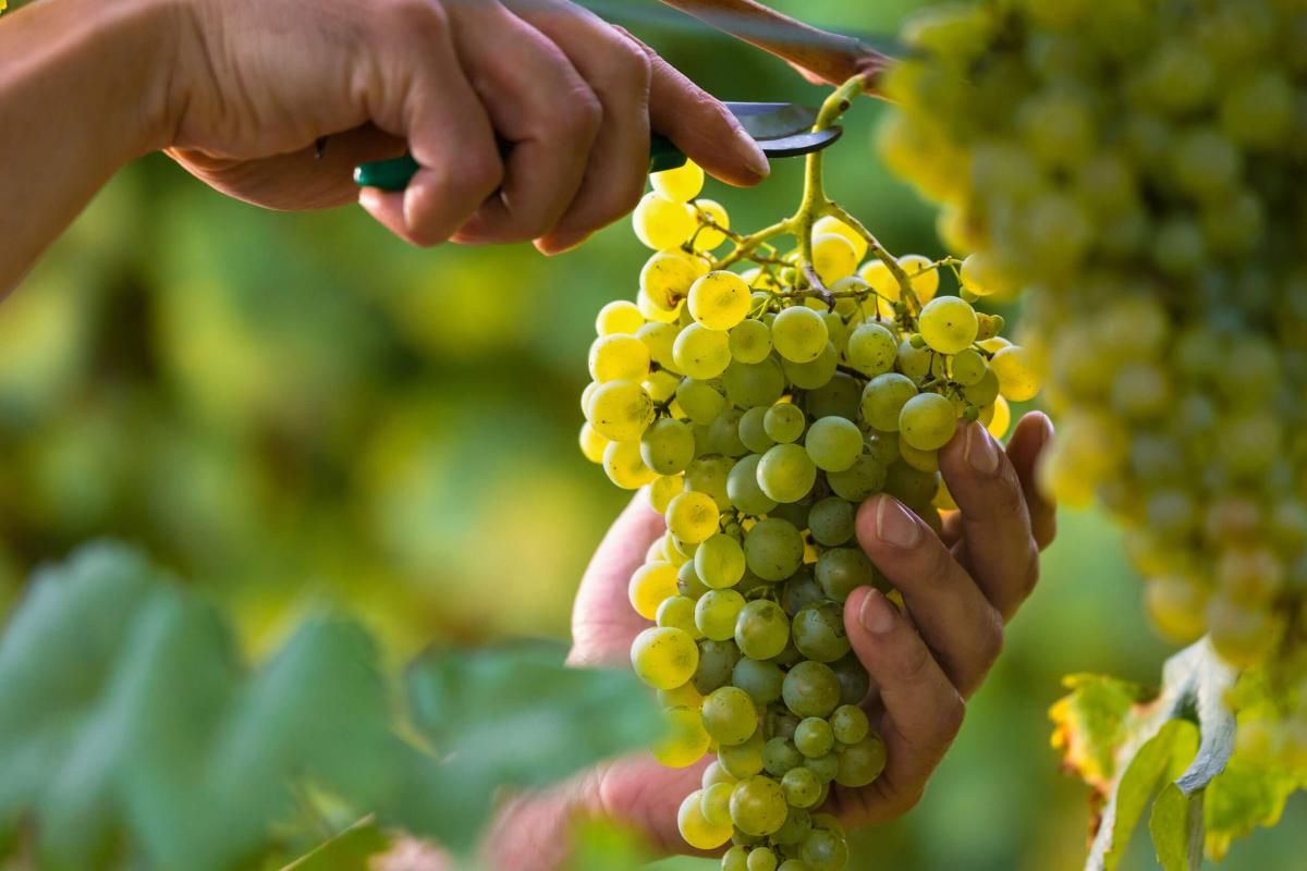 Vino Arneis: il vitigno