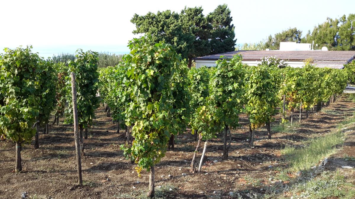 il vitigno di Malvasia delle Lipari