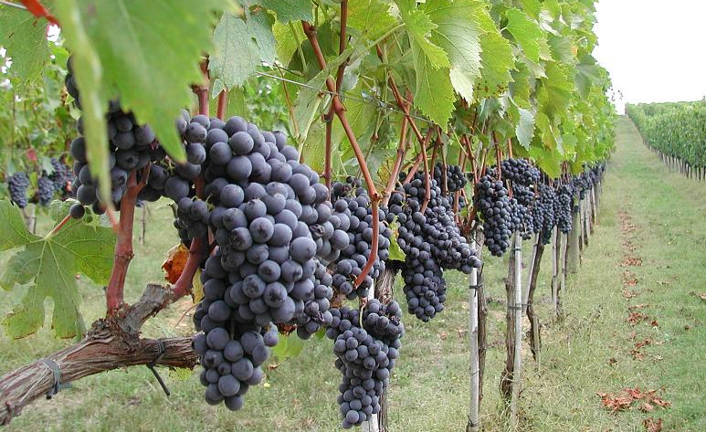 franciacorta vitigno pinot nero
