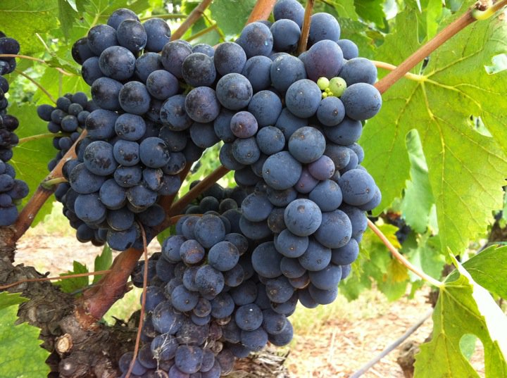 Vino Chianti: vitigno Sangiovese