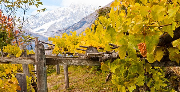 Coltivazione del vitigno Blanc de Morgex e de la Salle in Valle d'Aosta